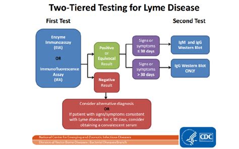 positive lyme igg negative igm